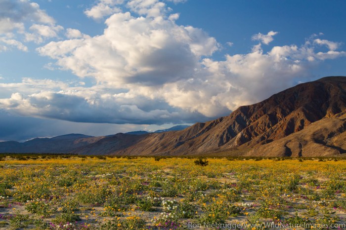 Borrego anza park state desert stargazing reasons visit top tony prince foundation credit via