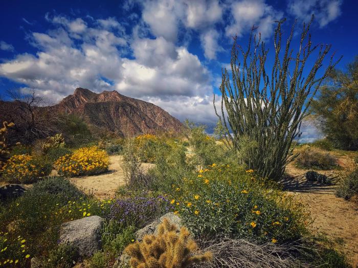 Desert park state anza borrego visitor center comments sandiego