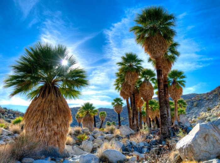 Anza borrego desert state park california